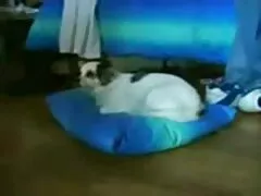 Xem video khiêu dâm xxxn vietnam núm vú nghiệp dư với chất lượng tốt, thuộc thể loại khiêu dâm tự chế và riêng tư.